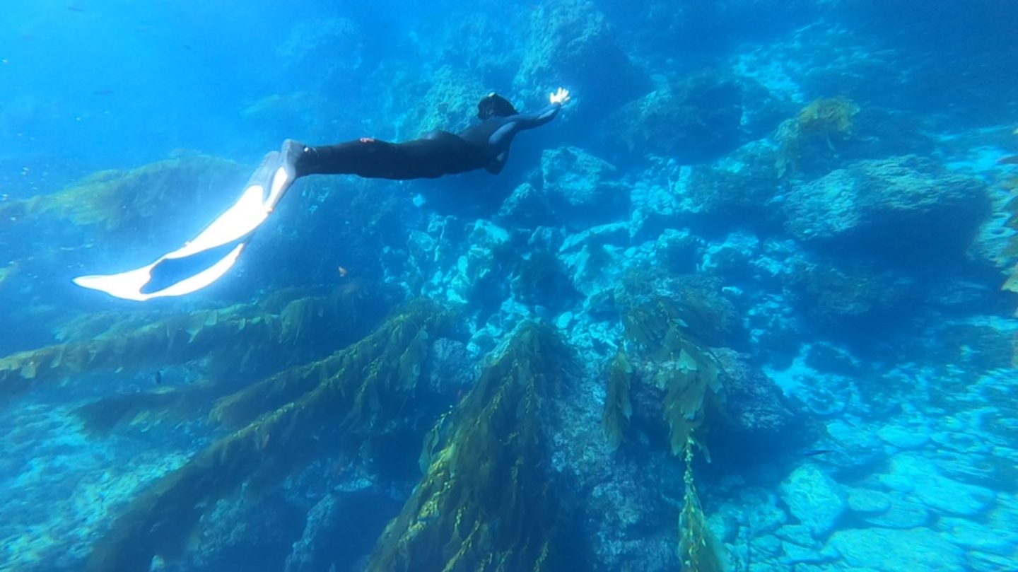 A freediver in a wetsuit descending through a kelp forest in clear blue water off the Santa Barbara coast.