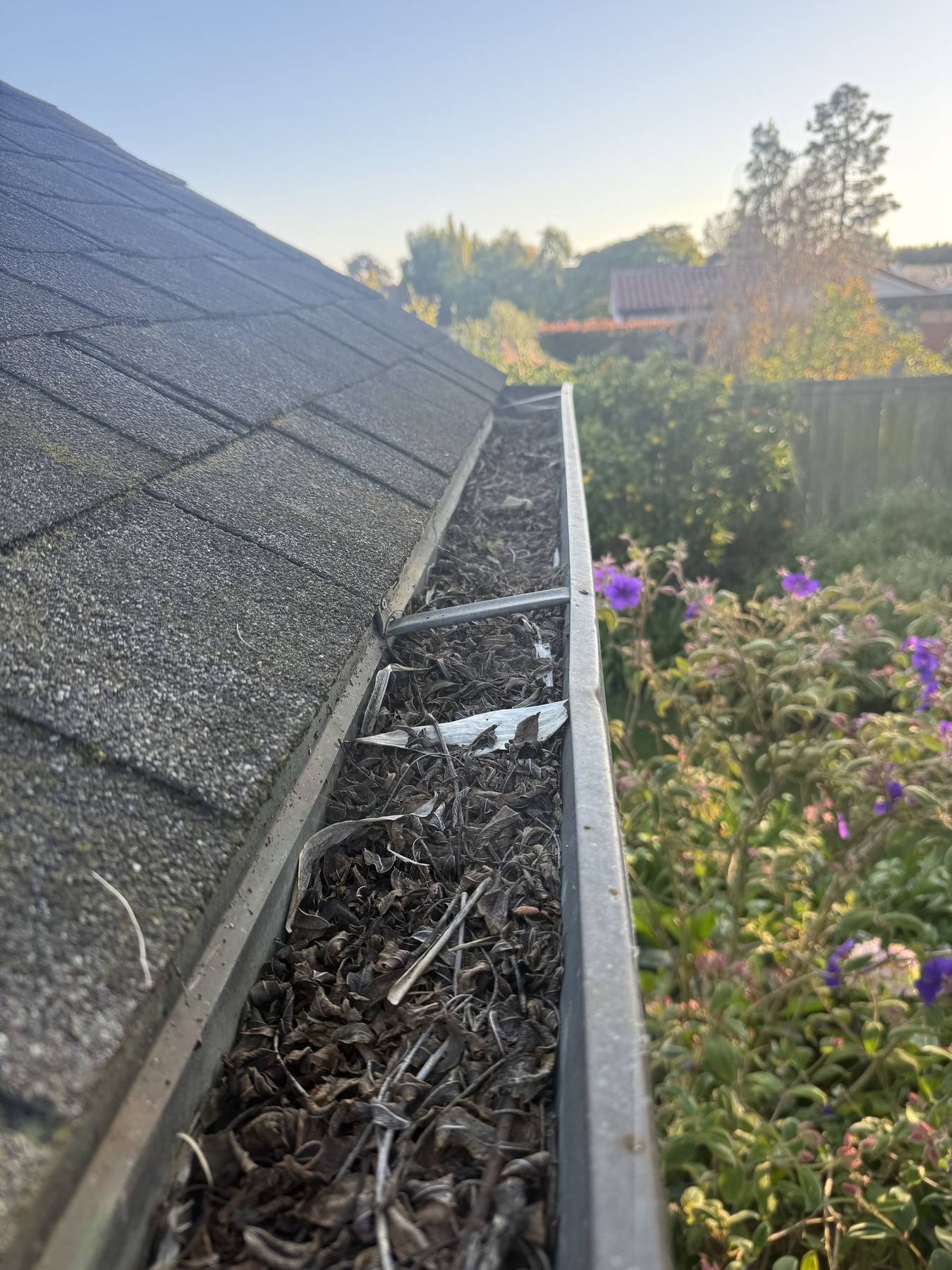 A roof gutter packed solid with wet leaves and debris before clearing.